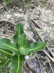 Asclepias amplexicaulis