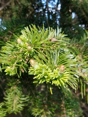 Pseudotsuga menziesii
