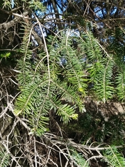 Pseudotsuga menziesii