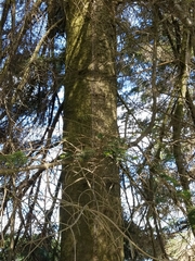 Pseudotsuga menziesii