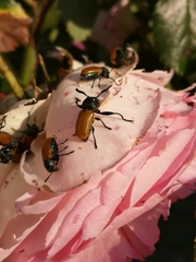 Labidostomis taxicornis