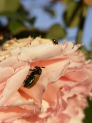 Labidostomis taxicornis