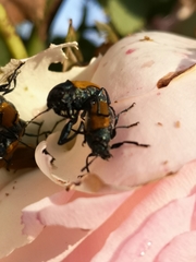 Labidostomis taxicornis