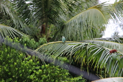 Ptilinopus rarotongensis