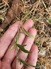 Convolvulus cantabrica image