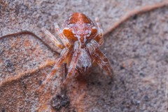 Araneus sturmi