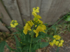 Brassica napus