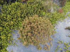 Dracophyllum recurvum