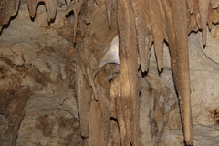 Aerodramus sawtelli
