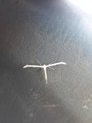 Pterophorus monodactylus