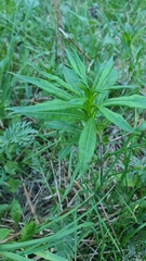 Chamaenerion angustifolium
