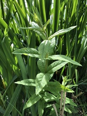 Lysimachia vulgaris