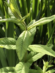 Lysimachia vulgaris