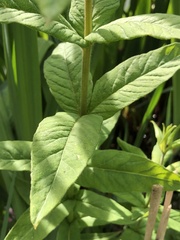 Lysimachia vulgaris