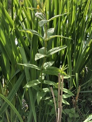 Lysimachia vulgaris