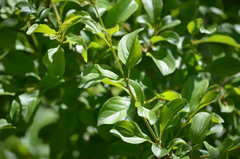 Rhamnus cathartica