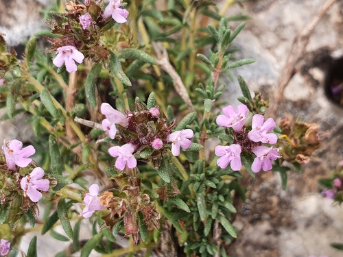 Image of Thymus willdenowii by (c) Mehdi Chetibi, some rights reserved (CC BY)