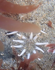 Halcampa decemtentaculata