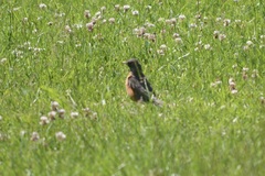 Turdus migratorius