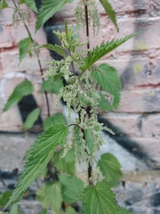 Urtica dioica
