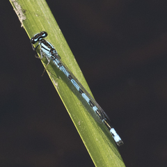 Enallagma laterale