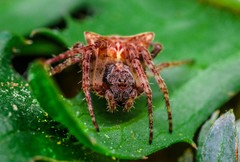 Gibbaranea bituberculata