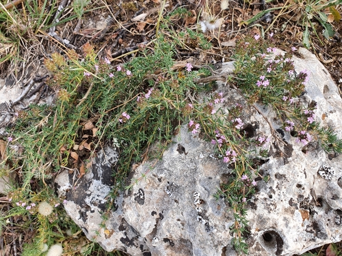 Image of Thymus willdenowii by (c) Mehdi Chetibi, some rights reserved (CC BY)