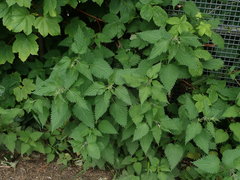Urtica dioica