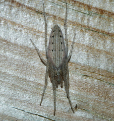 Larinia lineata