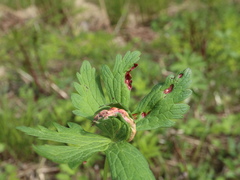 Uromyces geranii