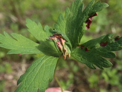 Uromyces geranii