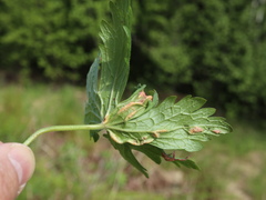 Uromyces geranii