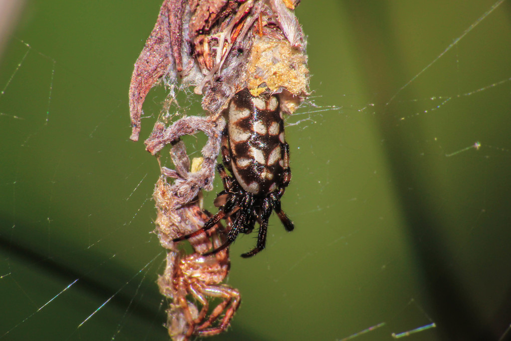 Nemoscolus laurae