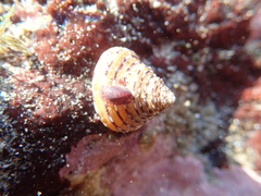 Calliostoma tricolor
