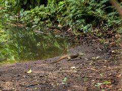 Varanus niloticus