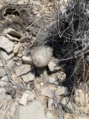 Echinomastus mariposensis