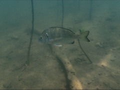 Acanthopagrus schlegelii
