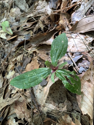 Sabine River wakerobin (Trillium gracile)