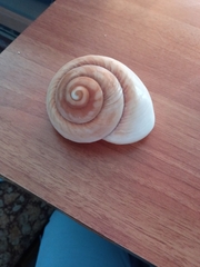 Ryssota otaheitana ovum