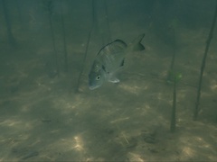 Acanthopagrus schlegelii