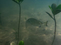 Acanthopagrus schlegelii