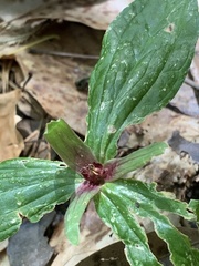 Trillium gracile