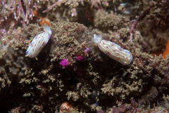 Hypselodoris capensis image