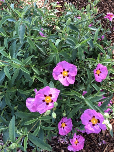 Cistus ×purpureus iNat (2)
