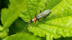 Oedemera croceicollis