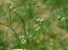 Valerianella rimosa