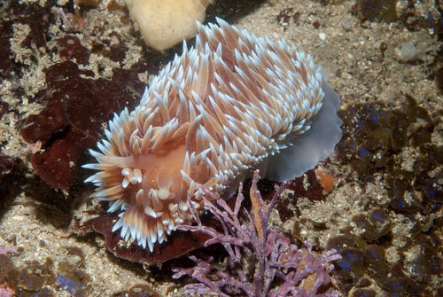 Janolidae