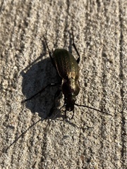 Carabus monilis