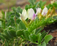 Astragalus lentiginosus chartaceus