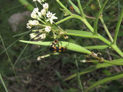 Asclepias woodsoniana